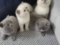 Kar Kurdu Beyazlığında British Longhair Yıldızları