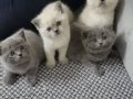 Kar Kurdu Beyazlığında British Longhair Yıldızları