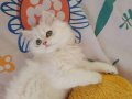 2 Aylık Brtish Longhair 