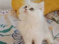 2 Aylık Brtish Longhair 