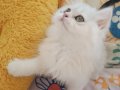 2 Aylık Brtish Longhair 