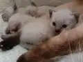 Orj siyam yeni doğan