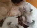 Orj siyam yeni doğan