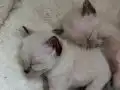 Orj siyam yeni doğan