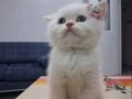 British Shorthair Erkek Manisa