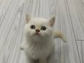 British Shorthair Erkek Manisa