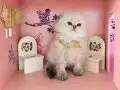 Hayalinizdeki Bebek 