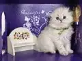 Hayalinizdeki Bebek 