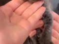 15 Mart Doğumlu British Shorthair Erkek
