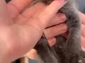 15 Mart Doğumlu British Shorthair Erkek
