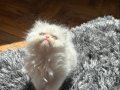 SIFIR BURUN PERSİAN CİNSİ KIZIMIZ KALICI YUVASINI ARIYOR
