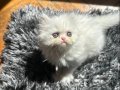 SIFIR BURUN PERSİAN CİNSİ KIZIMIZ KALICI YUVASINI ARIYOR