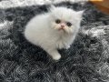 SIFIR BURUN PERSİAN KIZIMIZA ÖMÜRLÜK YUVA ARIYORUZ