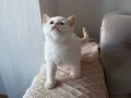 Çok Tatlı Masmavi Gözler