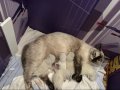 Çok Tatlı Masmavi Gözler