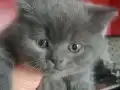 İnsan Canlısı Çok Akıllı Aile Dostu 