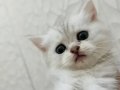 2 Aylık Bebekler Yeni Ailesini Bekliyor