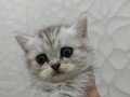 2 Aylık Bebekler Yeni Ailesini Bekliyor