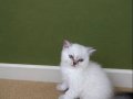Anne ve Babası Benim Olan Yavrularım 