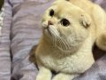 Akıllı Garfield ıma Yuva Arıyorum