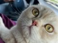 Akıllı Garfield ıma Yuva Arıyorum