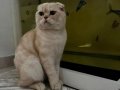 Akıllı Garfield ıma Yuva Arıyorum