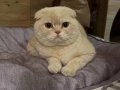 Akıllı Garfield ıma Yuva Arıyorum