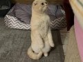 Akıllı Garfield ıma Yuva Arıyorum