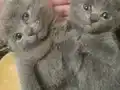 Scottish Fold kedim doğum yaptı 