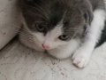 Scottish Fold kedim doğum yaptı 