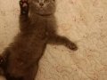 Scottish Fold kedim doğum yaptı 
