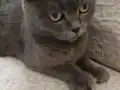 Scottish Fold kedim doğum yaptı 
