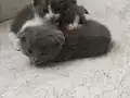 Scottish Fold kedim doğum yaptı 
