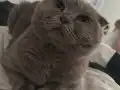 10 Aylık Scottish Fold