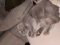 10 Aylık Scottish Fold