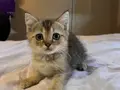 2 Aylık Golden British Shorthair Yavrular