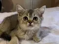 2 Aylık Golden British Shorthair Yavrular