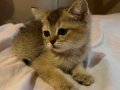 2 Aylık Golden British Shorthair Yavrular