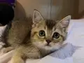 2 Aylık Golden British Shorthair Yavrular