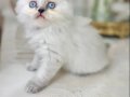 Bluepoint Longhair 