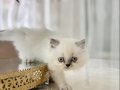 Bluepoint Longhair 
