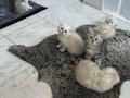 Gümüş Genetikli Blue Point Scottish Fold Kristal Yavrular