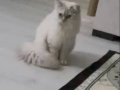 Gümüş Genetikli Blue Point Scottish Fold Kristal Yavrular