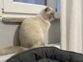 Gümüş Genetikli Blue Point Scottish Fold Kristal Yavrular