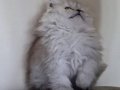 Zümrüt Hareli Şampiyon Kan British Longhair