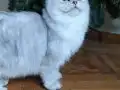 Zümrüt Hareli Şampiyon Kan British Longhair