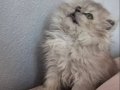 Zümrüt Hareli Şampiyon Kan British Longhair