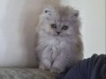 Zümrüt Hareli Şampiyon Kan British Longhair