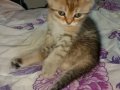 Gold Hüzmeli Dişi Scottish Fold