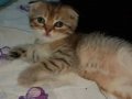 Gold Hüzmeli Dişi Scottish Fold